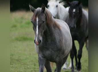 Lusitanien, Jument, 1 Année, Gris