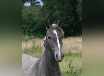 Lusitanien, Jument, 1 Année, Gris