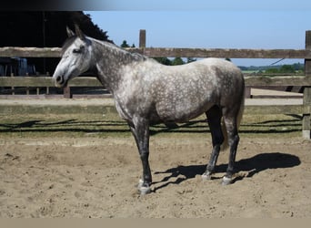Lusitanien Croisé, Jument, 1 Année, Gris noir