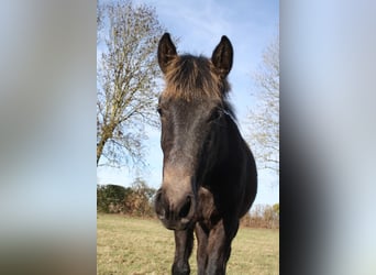 Lusitanien Croisé, Jument, 1 Année, Gris noir