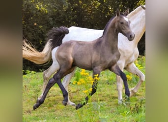 Lusitanien, Jument, 1 Année, Gris