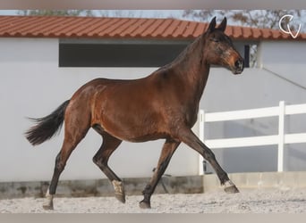 Lusitanien, Jument, 20 Ans, 162 cm, Gris (bai-dun)