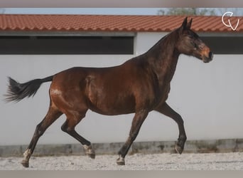 Lusitanien, Jument, 20 Ans, 162 cm, Gris (bai-dun)