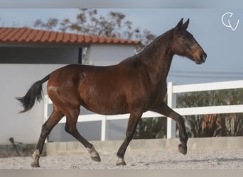 Lusitanien, Jument, 21 Ans, 162 cm, Gris (bai-dun)