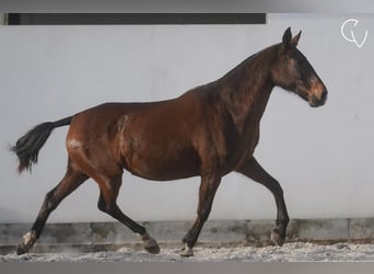 Lusitanien, Jument, 21 Ans, 162 cm, Gris (bai-dun)