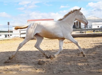 Lusitanien, Jument, 2 Ans, 138 cm, Cremello