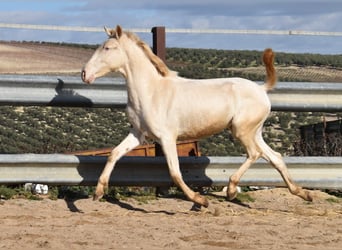 Lusitanien, Jument, 2 Ans, 138 cm, Cremello