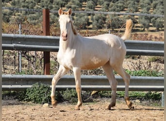 Lusitanien, Jument, 2 Ans, 138 cm, Perlino