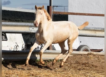 Lusitanien, Jument, 2 Ans, 138 cm, Perlino