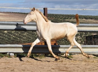 Lusitanien, Jument, 2 Ans, 138 cm, Perlino