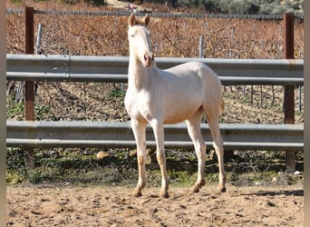 Lusitanien, Jument, 2 Ans, 138 cm, Perlino