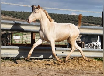 Lusitanien, Jument, 2 Ans, 138 cm, Perlino