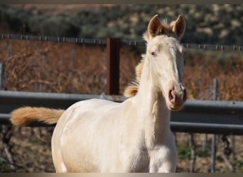 Lusitanien, Jument, 2 Ans, 138 cm, Perlino