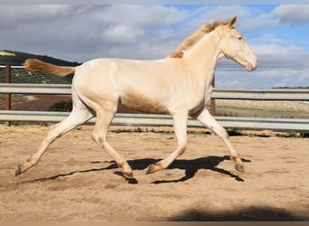 Lusitanien, Jument, 2 Ans, 138 cm, Perlino