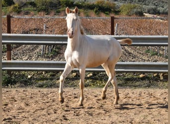 Lusitanien, Jument, 2 Ans, 138 cm, Perlino