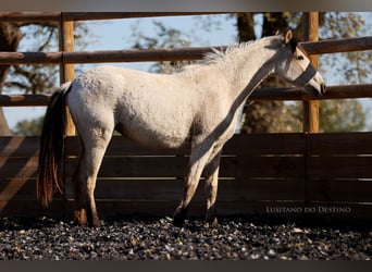 Lusitanien Croisé, Jument, 2 Ans, 155 cm, Isabelle