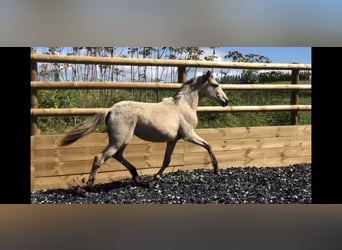 Lusitanien Croisé, Jument, 2 Ans, 155 cm, Isabelle