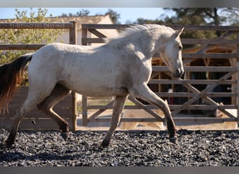 Lusitanien Croisé, Jument, 2 Ans, 155 cm, Isabelle