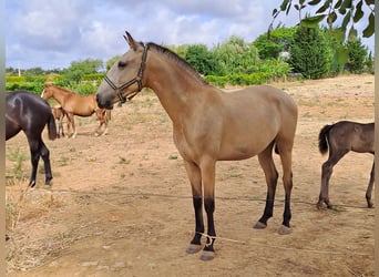 Lusitanien, Jument, 2 Ans, 156 cm, Isabelle