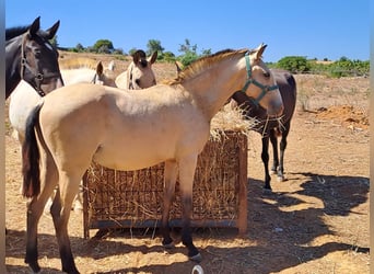 Lusitanien, Jument, 2 Ans, 156 cm, Isabelle