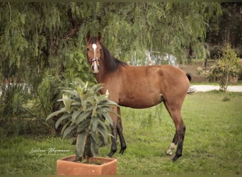 Lusitanien, Jument, 2 Ans, 158 cm, Bai