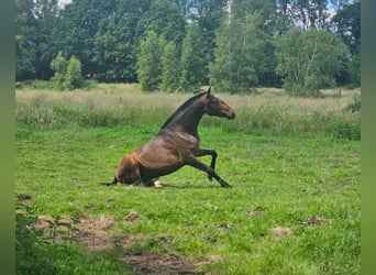Lusitanien, Jument, 2 Ans, 158 cm, Bai