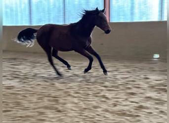 Lusitanien, Jument, 2 Ans, 160 cm, Bai