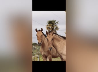 Lusitanien Croisé, Jument, 2 Ans, 160 cm, Isabelle