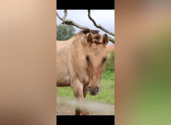 Lusitanien Croisé, Jument, 2 Ans, 160 cm, Isabelle