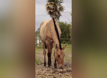 Lusitanien Croisé, Jument, 2 Ans, 160 cm, Isabelle