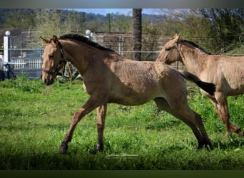 Lusitanien Croisé, Jument, 2 Ans, 160 cm, Isabelle