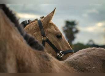 Lusitanien Croisé, Jument, 2 Ans, 160 cm, Isabelle