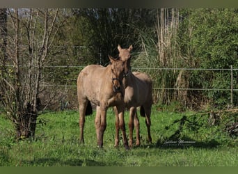 Lusitanien Croisé, Jument, 2 Ans, 160 cm, Isabelle