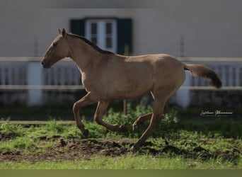 Lusitanien Croisé, Jument, 2 Ans, 160 cm, Isabelle