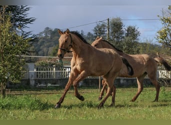 Lusitanien Croisé, Jument, 2 Ans, 160 cm, Isabelle