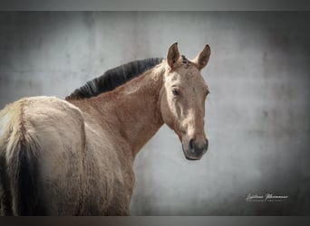 Lusitanien Croisé, Jument, 2 Ans, 160 cm, Isabelle