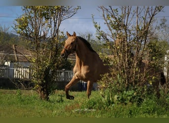 Lusitanien Croisé, Jument, 2 Ans, 160 cm, Isabelle