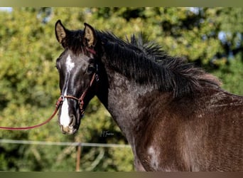 Lusitanien, Jument, 2 Ans, 160 cm, Noir