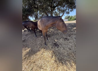 Lusitanien, Jument, 2 Ans, 160 cm, Noir