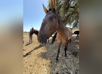 Lusitanien, Jument, 2 Ans, 160 cm, Noir
