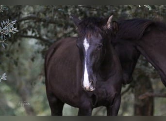 Lusitanien, Jument, 2 Ans, 160 cm, Noir