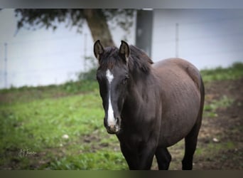 Lusitanien, Jument, 2 Ans, 160 cm, Noir