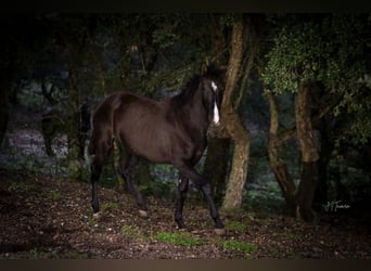 Lusitanien, Jument, 2 Ans, 160 cm, Noir