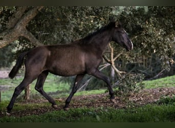 Lusitanien, Jument, 2 Ans, 160 cm, Noir