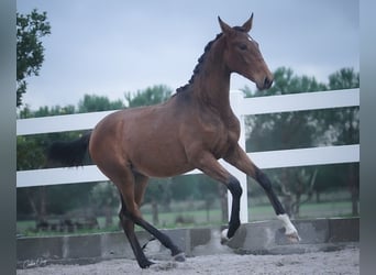 Lusitanien, Jument, 2 Ans, 162 cm, Bai cerise