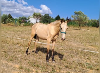 Lusitanien, Jument, 2 Ans, 162 cm, Isabelle