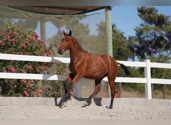 Lusitanien, Jument, 2 Ans, Bai cerise