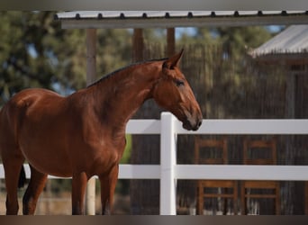 Lusitanien, Jument, 2 Ans, Bai cerise