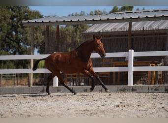 Lusitanien, Jument, 2 Ans, Bai cerise