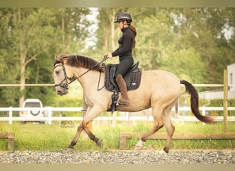 Lusitanien, Jument, 3 Ans, 145 cm, Buckskin